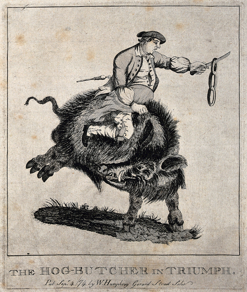 An 18th Century engraving of a pork butcher riding an enormous, hairy wild boar, all the while waving about a string of sausages on a carving knife. The butcher faces right, and looks faintly overfed and dishevelled, wearing clothes and a hat appropriate for the time. He looks slightly surprised. The boar is looking over its shoulder to the left, and has an alert rather than angry expression, with one prominent tusk on display. It is lifting its back legs up in the air, its forelegs firmly on the ground, which is a small strip of turf with patches of grass here and there. There is nothing in the background or surrounding area, other than a simple black line frame. Below, in large serif bold text, is the legend: 'The Hog-Butcher In Triumph'. Below it, in faux handwritten text is: 'Pub Sep.r 4/74 by W.Humphrey Gerard Street Soho' This suggests the image was produced in April 1774 by W. Humphrey, in Gerard Street, London.' Creative Commons image, c/o The Wellcome Collection.